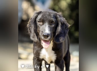 Bilko,  Buster und  Blacky  suchen ein Zuhause
