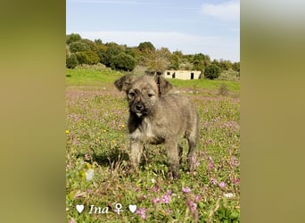 Inka und ihre Welpen suchen ein Zuhause