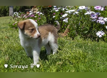 Soraya sucht  ein Zuhause