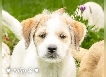 Polly und Molly suchen ein Zuhause