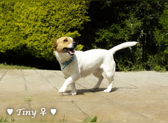 Winzling Tiny sucht ihr Zuhause
