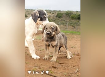 Jack, John und Jim suchen ab Januar ein Zuhause