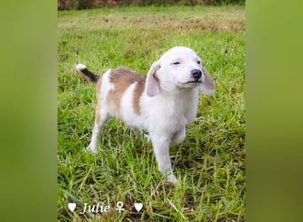 Update: Juna, Julie, Joanna und Jill  suchen ab Dezember  ein Zuhause