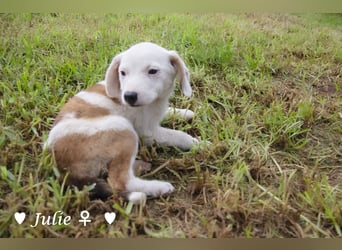 Update: Juna, Julie, Joanna und Jill  suchen ab Dezember  ein Zuhause