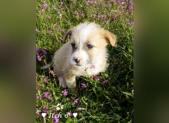 Inka und ihre Welpen suchen ein Zuhause