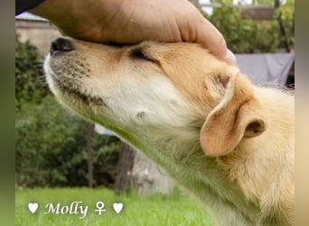 Polly (reserviert)  und Molly suchen ein Zuhause