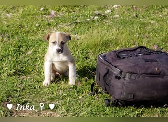 Inka und ihre Welpen suchen ein Zuhause