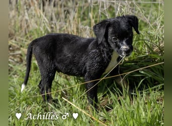 Alfie und seine Geschwister suchen ein Zuhause