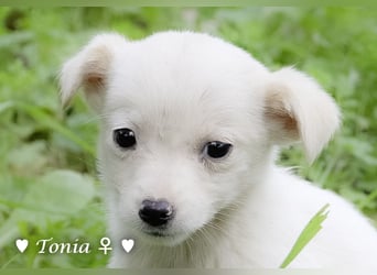 Tinkerbell und ihre Welpen   suchen ab Januar ein Zuhause