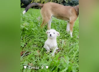 Tinkerbell und ihre Welpen   suchen ab Januar ein Zuhause