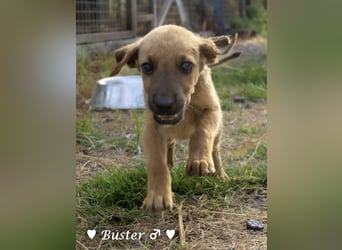 Buster sucht ein Zuhause