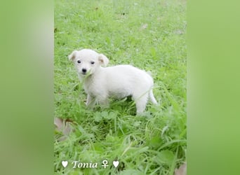 Tinkerbell und ihre Welpen   suchen ab Januar ein Zuhause