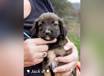 Jack, John und Jim suchen ab Januar ein Zuhause