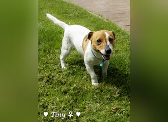 Winzling Tiny sucht ihr Zuhause