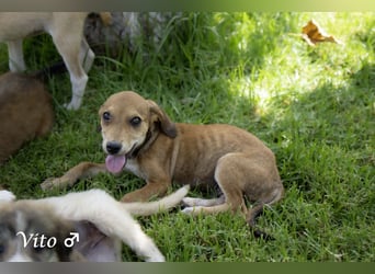 Update: nur noch ein Kokoni sucht ein Zuhause ab August