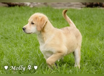 Polly und Molly suchen ein Zuhause