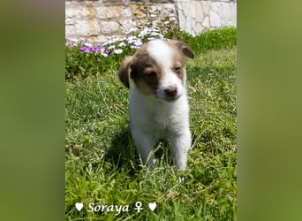 Soraya sucht  ein Zuhause