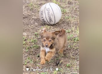 Copper m., Cinnamon w. und Carmella w. suchen  ein Zuhause