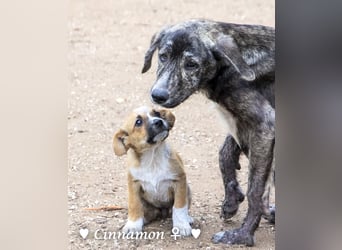 Copper m., Cinnamon w. und Carmella w. suchen  ein Zuhause