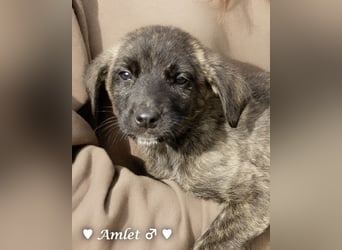 Winzling Amlet sucht noch ein Zuhause