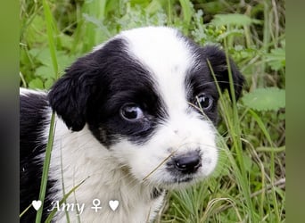 Sechs süße Welpen  suchen ein Zuhause