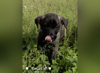 Winzling Amlet sucht noch ein Zuhause