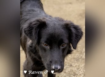 Raven sucht ab Januar ein Zuhause