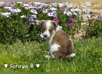 Soraya sucht  ein Zuhause