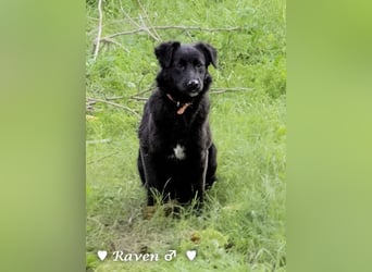 Raven sucht ab Januar ein Zuhause