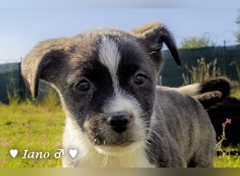 Inka und ihre Welpen suchen ein Zuhause