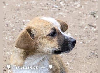 Copper m., Cinnamon w. und Carmella w. suchen  ein Zuhause