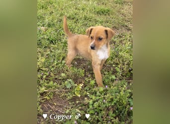 Copper m., Cinnamon w. und Carmella w. suchen  ein Zuhause