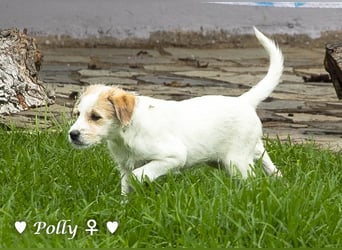 Polly und Molly suchen ein Zuhause