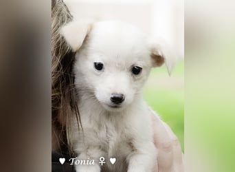 Tinkerbell und ihre Welpen   suchen ab Januar ein Zuhause