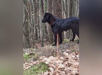 Familienhund Raven, nun Rudi, in der Südpfalz zu besuchen