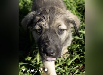 Alfie und seine Geschwister suchen ein Zuhause