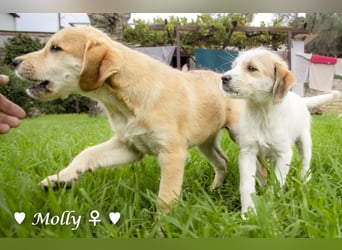 Polly und Molly suchen ein Zuhause