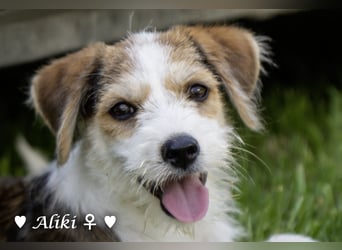 Aliki ist der einzige Welpe, der den Giftanschlag überlebt hat