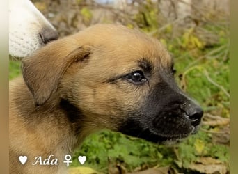 Drei süße Welpen  suchen ein Zuhause