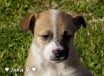 Inka und ihre Welpen suchen ein Zuhause