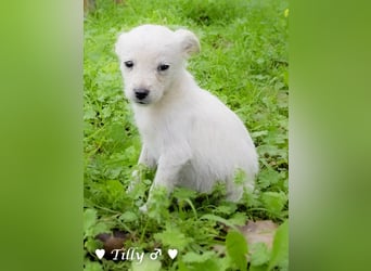 Tilly sucht noch  ab Januar ein Zuhause