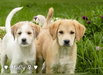 Polly und Molly suchen ein Zuhause
