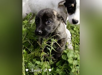 Winzling Amlet sucht noch ein Zuhause