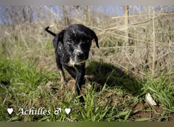 Alfie und seine Geschwister suchen ein Zuhause