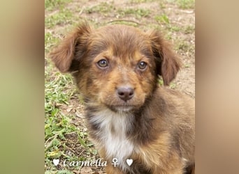 Copper m., Cinnamon w. und Carmella w. suchen  ein Zuhause