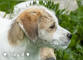 Polly und Molly suchen ein Zuhause