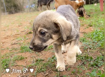 Jack, John und Jim suchen ab Januar ein Zuhause