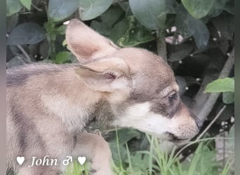 John und Jim suchen ab Dezember ein Zuhause