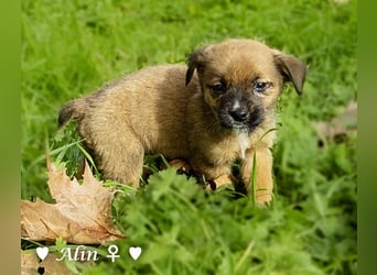 Sechs süße Welpen  suchen ein Zuhause