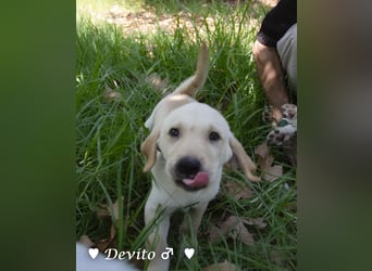 Devito, Casper, Lily und Dove  suchen ihre Familie ab Oktober
